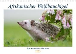 Afrikanische Weißbauchigel (Wandkalender 2023 DIN A3 quer)