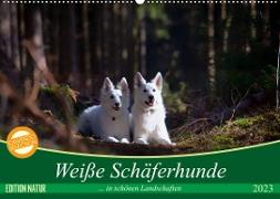 Weiße Schäferhunde in schönen Landschaften (Wandkalender 2023 DIN A2 quer)