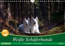 Weiße Schäferhunde in schönen Landschaften (Wandkalender 2023 DIN A4 quer)