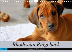 Rhodesian Ridgeback - eine Liebe fürs Leben (Wandkalender 2023 DIN A4 quer)