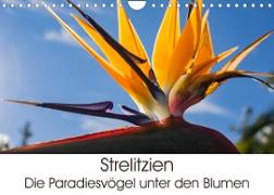 Strelitzien - die Paradiesvögel unter den Blumen (Wandkalender 2023 DIN A4 quer)