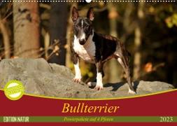 Bullterrier, Powerpakete auf 4 Pfoten (Wandkalender 2023 DIN A2 quer)