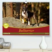 Bullterrier, Powerpakete auf 4 Pfoten (Premium, hochwertiger DIN A2 Wandkalender 2023, Kunstdruck in Hochglanz)