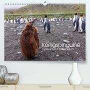 Königspinguine - zu Besuch auf Südgeorgien (Premium, hochwertiger DIN A2 Wandkalender 2023, Kunstdruck in Hochglanz)