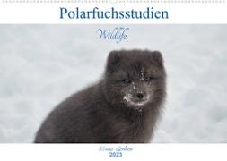 Polarfuchsstudien Wildlife (Wandkalender 2023 DIN A2 quer)