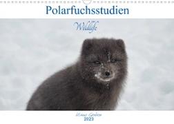 Polarfuchsstudien Wildlife (Wandkalender 2023 DIN A3 quer)
