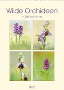 Wilde Orchideen in Deutschland 2023 (Wandkalender 2023 DIN A2 hoch)