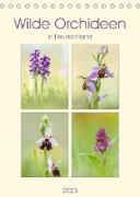 Wilde Orchideen in Deutschland 2023 (Tischkalender 2023 DIN A5 hoch)