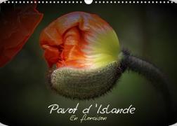 Pavot d'Islande en floraison (Calendrier mural 2023 DIN A3 horizontal)