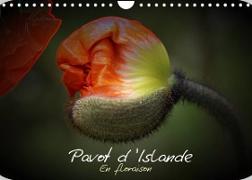 Pavot d'Islande en floraison (Calendrier mural 2023 DIN A4 horizontal)