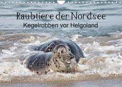 Raubtier der Nordsee - Kegelrobben vor Helgoland (Wandkalender 2023 DIN A4 quer)