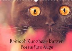 Britisch Kurzhaar Katzen - Poesie fürs Auge (Wandkalender 2023 DIN A3 quer)