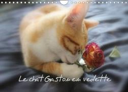 Le chat Gaston en vedette (Calendrier mural 2023 DIN A4 horizontal)