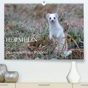Hermelin - das wieselflinke Raubtier (Premium, hochwertiger DIN A2 Wandkalender 2023, Kunstdruck in Hochglanz)