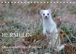 Hermelin - das wieselflinke Raubtier (Tischkalender 2023 DIN A5 quer)
