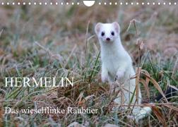 Hermelin - das wieselflinke Raubtier (Wandkalender 2023 DIN A4 quer)