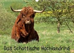 Das Schottische Hochlandrind (Wandkalender 2023 DIN A3 quer)