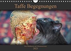 Taffe Begegnungen-Drei Waldkatzen auf Abenteuerreisen (Wandkalender 2023 DIN A4 quer)