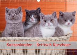 Katzenkinder Britisch Kurzhaar (Wandkalender 2023 DIN A3 quer)