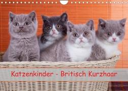 Katzenkinder Britisch Kurzhaar (Wandkalender 2023 DIN A4 quer)