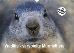 Wildlife - Verspielte Murmeltiere (Wandkalender 2023 DIN A3 quer)