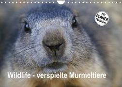 Wildlife - Verspielte Murmeltiere (Wandkalender 2023 DIN A4 quer)