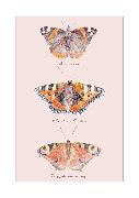 Postkarte. Schmetterlinge