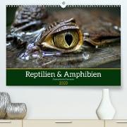 Reptilien & Amphibien Portraits (Premium, hochwertiger DIN A2 Wandkalender 2023, Kunstdruck in Hochglanz)