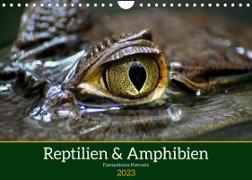 Reptilien & Amphibien Portraits (Wandkalender 2023 DIN A4 quer)