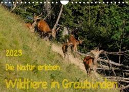 Die Natur erleben - Wildtiere in GraubündenCH-Version (Wandkalender 2023 DIN A4 quer)