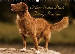 Nova Scotia Duck Tolling Retriever (Wandkalender 2023 DIN A3 quer)
