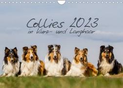 Collies 2023 in Kurz- und Langhaar (Wandkalender 2023 DIN A4 quer)