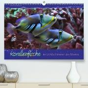 Korallenfische im Lichtschimmer des Meeres (Premium, hochwertiger DIN A2 Wandkalender 2023, Kunstdruck in Hochglanz)