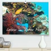Leben im Roten Meer (Premium, hochwertiger DIN A2 Wandkalender 2023, Kunstdruck in Hochglanz)
