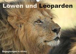 Löwen und Leoparden - Begegnungen in Afrika (Wandkalender 2023 DIN A3 quer)