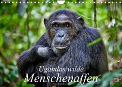 Ugandas wilde Menschenaffen (Wandkalender 2023 DIN A4 quer)