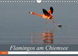 Flamingos am Chiemsee (Wandkalender 2023 DIN A4 quer)
