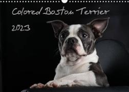 Colored Boston Terrier 2023 (Wandkalender 2023 DIN A3 quer)