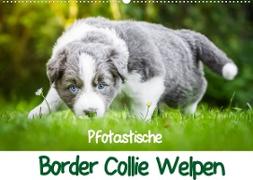 Pfotastische Border Collie Welpen (Wandkalender 2023 DIN A2 quer)