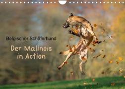 Belgischer Schäferhund - Der Malinois in Action (Wandkalender 2023 DIN A4 quer)