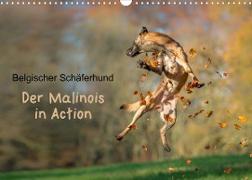 Belgischer Schäferhund - Der Malinois in Action (Wandkalender 2023 DIN A3 quer)