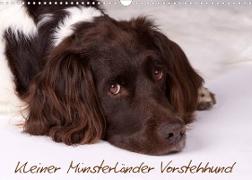 Kleiner Münsterländer Vorstehhund (Wandkalender 2023 DIN A3 quer)