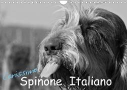 Carissimo Spinone Italiano (Wandkalender 2023 DIN A4 quer)