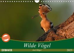 Wilde Vögel (Wandkalender 2023 DIN A4 quer)