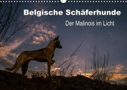 Belgische Schäferhunde - Der Malinois im Licht (Wandkalender 2023 DIN A3 quer)