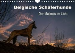 Belgische Schäferhunde - Der Malinois im Licht (Wandkalender 2023 DIN A4 quer)