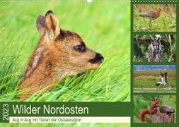 Wilder Nordosten - Aug in Aug mit Tieren der Ostseeregion (Wandkalender 2023 DIN A2 quer)