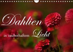 Dahlien in zauberhaftem Licht (Wandkalender 2023 DIN A4 quer)