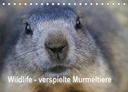 Wildlife - Verspielte Murmeltiere (Tischkalender 2023 DIN A5 quer)