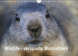 Wildlife - Verspielte Murmeltiere (Wandkalender 2023 DIN A4 quer)